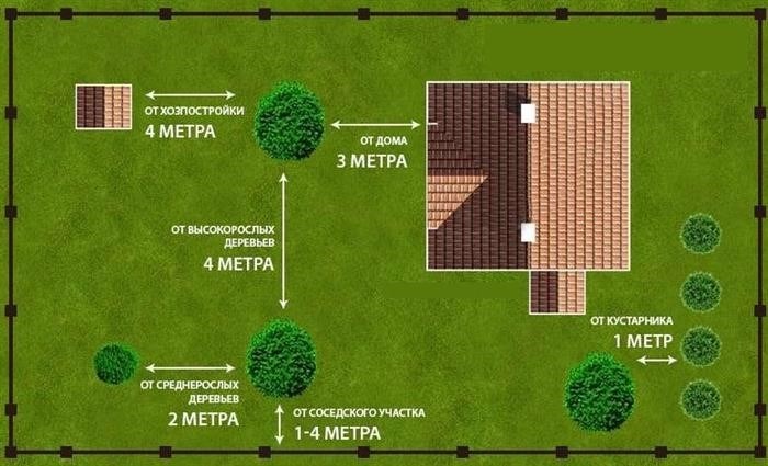 расстояние, на котором проводится посадка деревьев