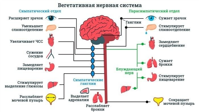 Как ВСД влияет на медицинскую комиссию при призыве